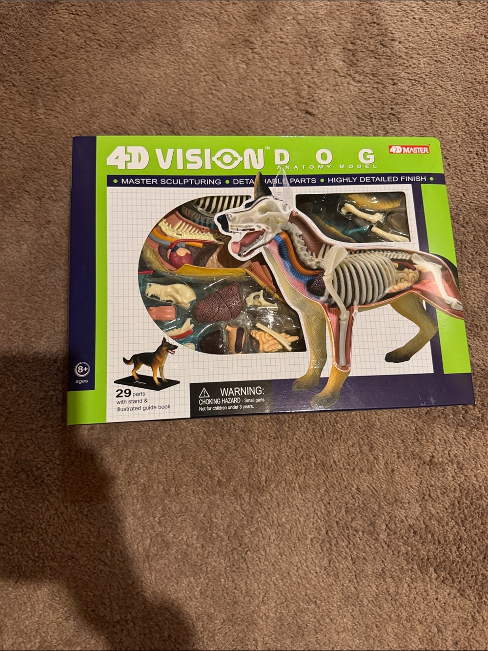 4D Vision Dog Anatomy Model Kit - Green Box - Picture 2 of 4